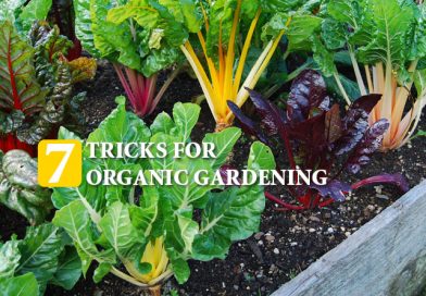 7 Tricks For Organic Gardening