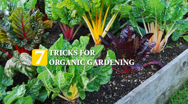 Organic Gardening