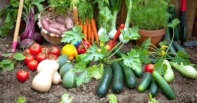 Vegetable Gardening and Safe Pest Control Tips