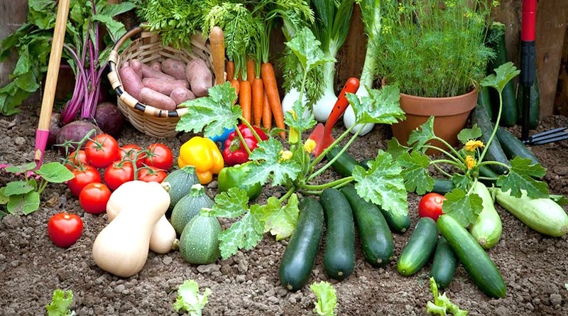 Vegetable Gardening and Safe Pest Control Tips