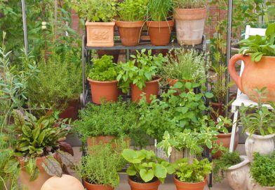 Gardening with Herbs What You Need To Know
