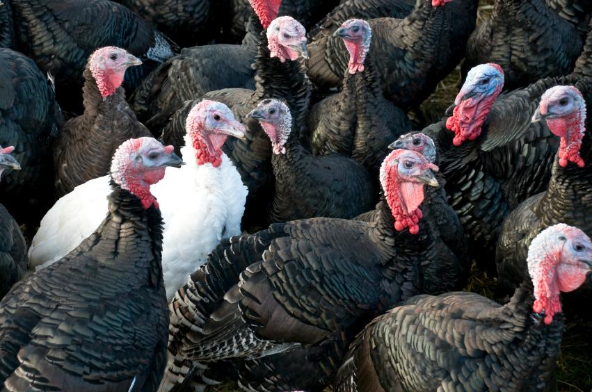 Profiting from Layers, Boilers and Turkey In Poultry Farming 