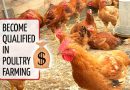 Profiting from Layers, Boilers and Turkey In Poultry Farming