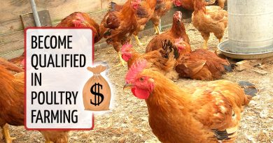 Profiting from Layers, Boilers and Turkey In Poultry Farming