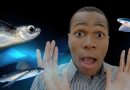 I’m Not Paying $35 For 10 Flying Fish – UPDATE: NOW $40